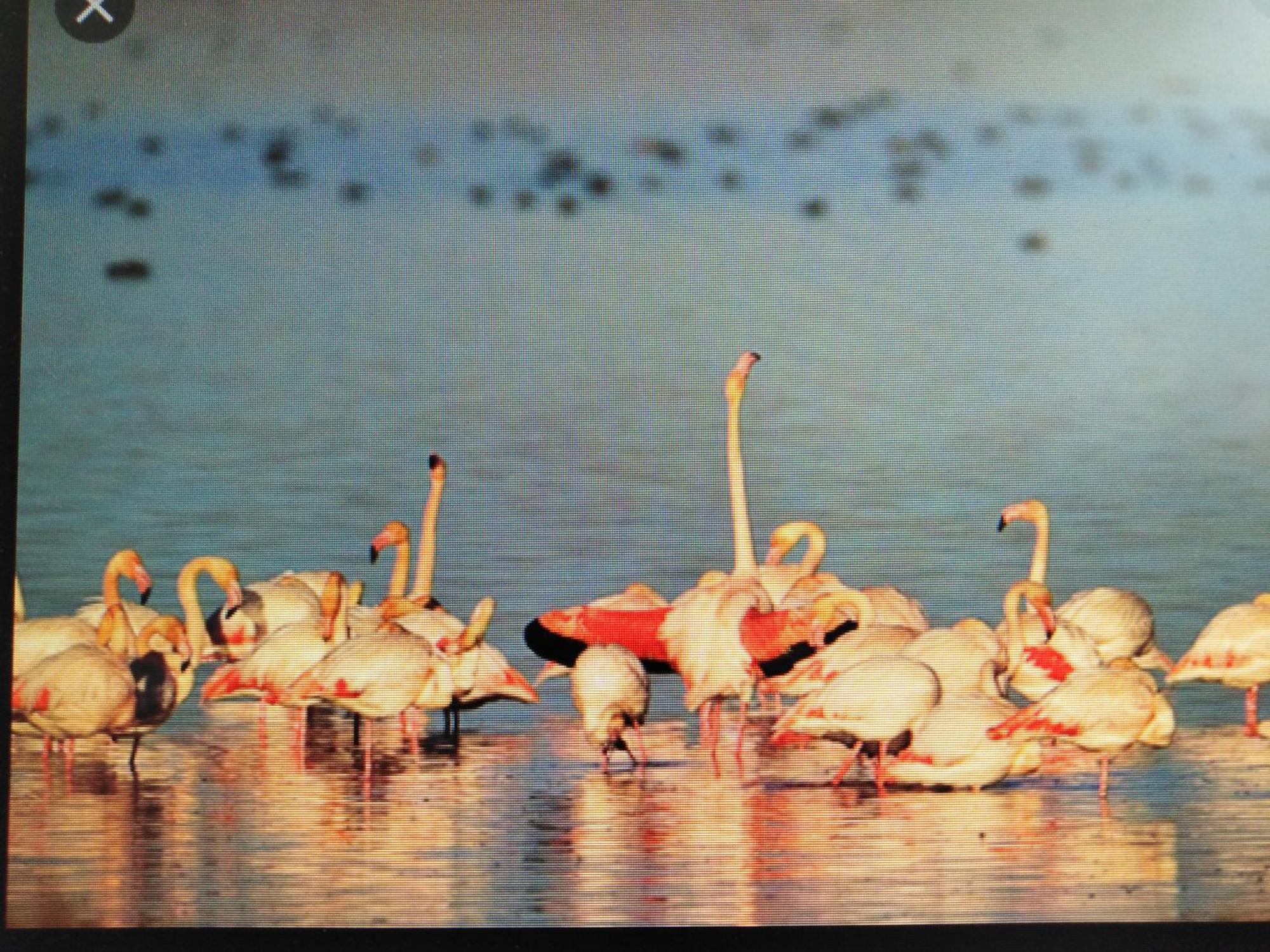 La Llar De Laura Pension El Poble Nou del Delta Buitenkant foto